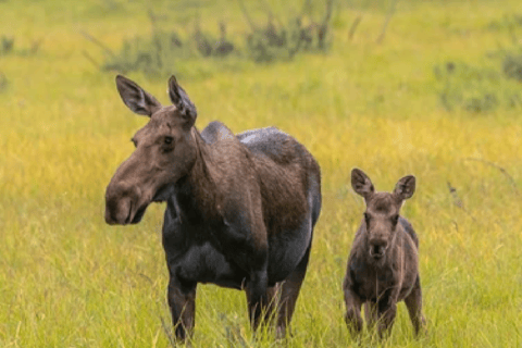 De Jackson: Grand Teton & Yellowstone 2 jours 1 nuit