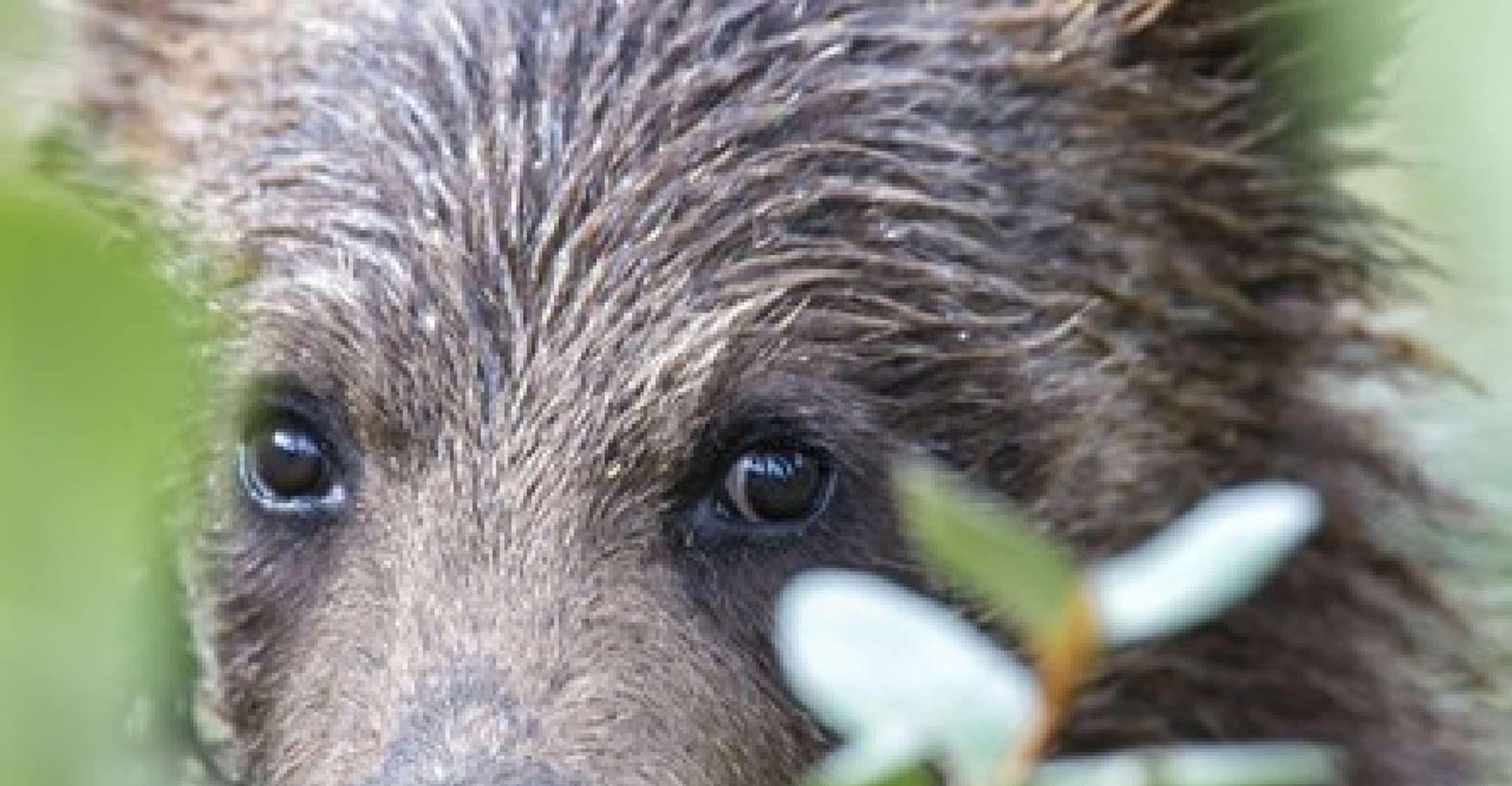 Da Jackson, 2 giorni Grand Teton e Yellowstone Tour - Housity