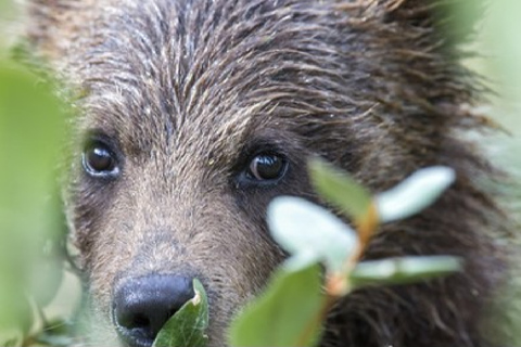 Da Jackson: tour di 2 giorni a Grand Teton e Yellowstone