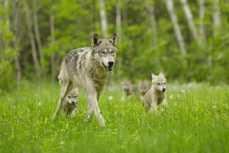 Od Jackson: Grand Teton i Yellowstone 2-dniowa 1-nocna wycieczka