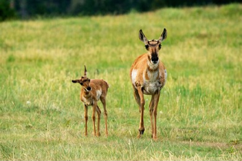 Desde Jackson: Tour de 2 días y 1 noche por Grand Teton y Yellowstone