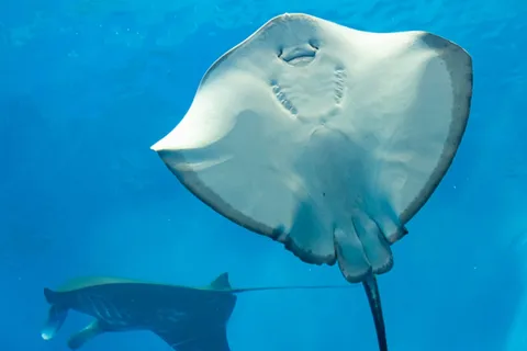 Sharm El Sheikh: Glasbodenboot-Tour & Privattransfer
