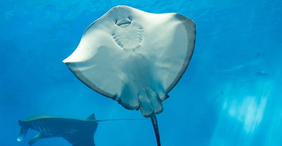 Sharm El Sheikh: Glass-Bottom Submarine Tour & Transfer
