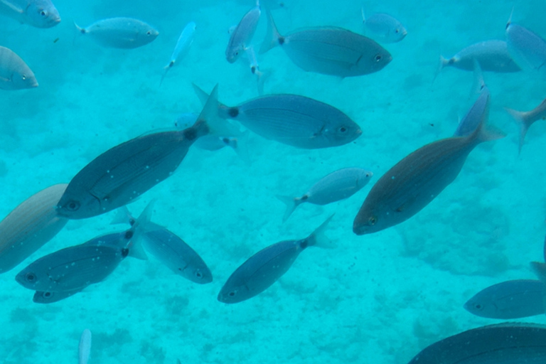 Sharm El Sheikh: Passeio de barco com fundo de vidro e traslado particular