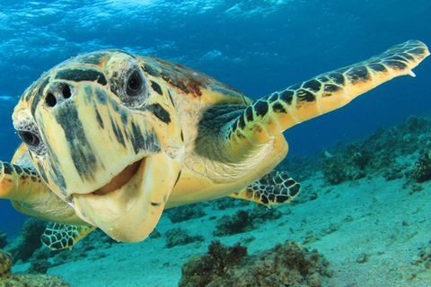 Sharm El Sheikh: Tour en barco con fondo de cristal y traslado privado