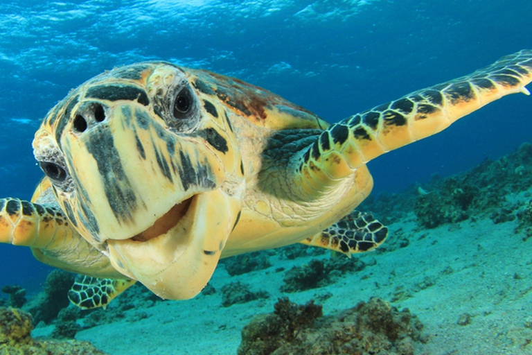 Sharm El Sheikh: Tour en barco con fondo de cristal y traslado privado