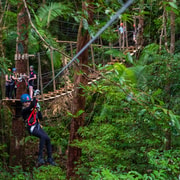 Port Douglas: Daintree Rainforest Canopy Ziplining Tour