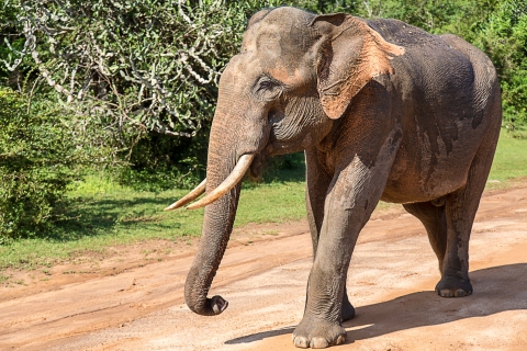 De Colombo: Safari au parc national de Yala avec transfert