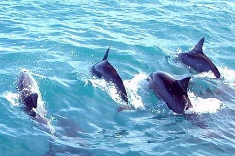 Fuengirola: crociera in yacht di lusso con delfini con bevande e snack