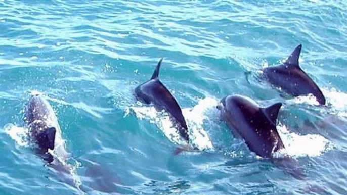 Fuengirola: Luxury Dolphin Yacht Cruise with Drinks & Snacks