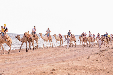 Excursión en camello a Sharm El Sheij