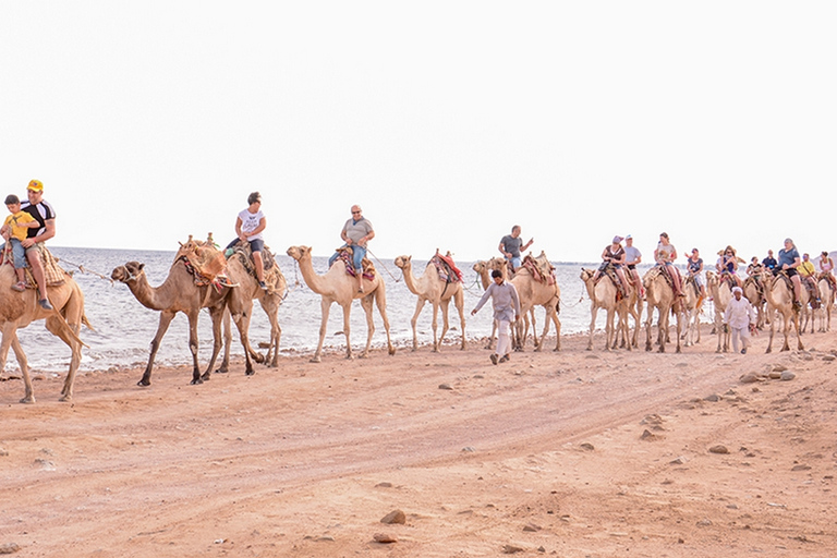 Tour safari a dorso di cammello a Sharm El Sheikh