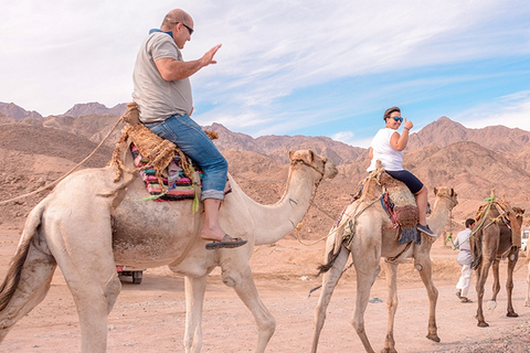 Safari à dos de chameau à Sharm El Sheikh