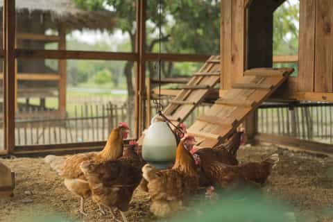 Chiang Mai: Authentic Thai Cooking Class and Farm Visit