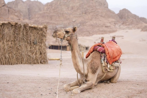 Sharm el-Sheikh : Village bédouin et excursion d'une journée dans le désert en buggyPromenade en buggy double, visite d'un village bédouin et thé traditionnel