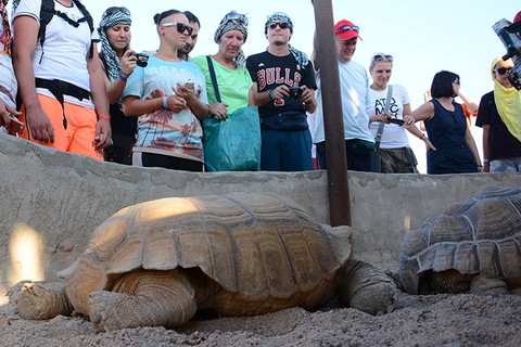 Hurghada: Prywatne safari ATV, wioska Beduinów, przejażdżka na wielbłądziePrywatnie: 2 godziny jazdy quadem - z zatoki Makadi lub Sahl Hasheesh