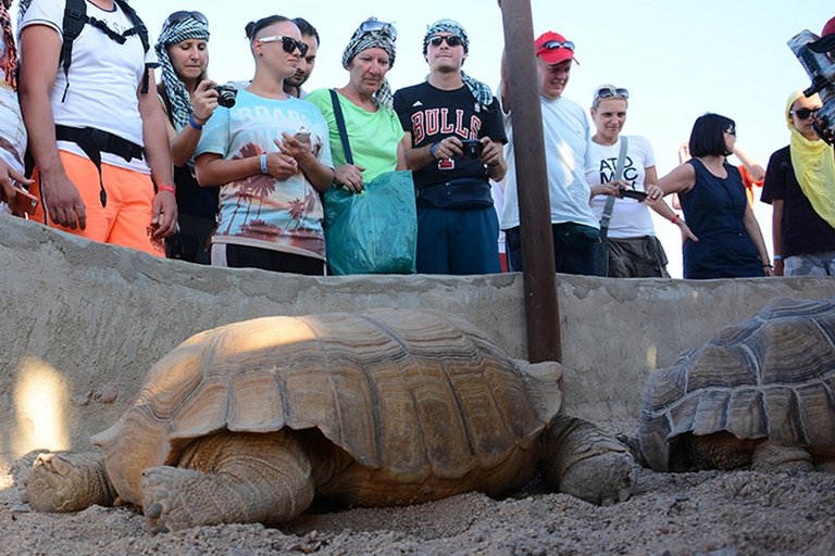 Hurghada: Private ATV Safari, Bedouin Village, Camel Ride Shared: 2H Quad Bike - From Hurghada