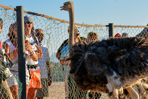 Hurghada: Private ATV Safari, Bedouin Village, Camel RidePrivate: 2H Quad Bike - From El Gouna, Soma Bay Or Safaga