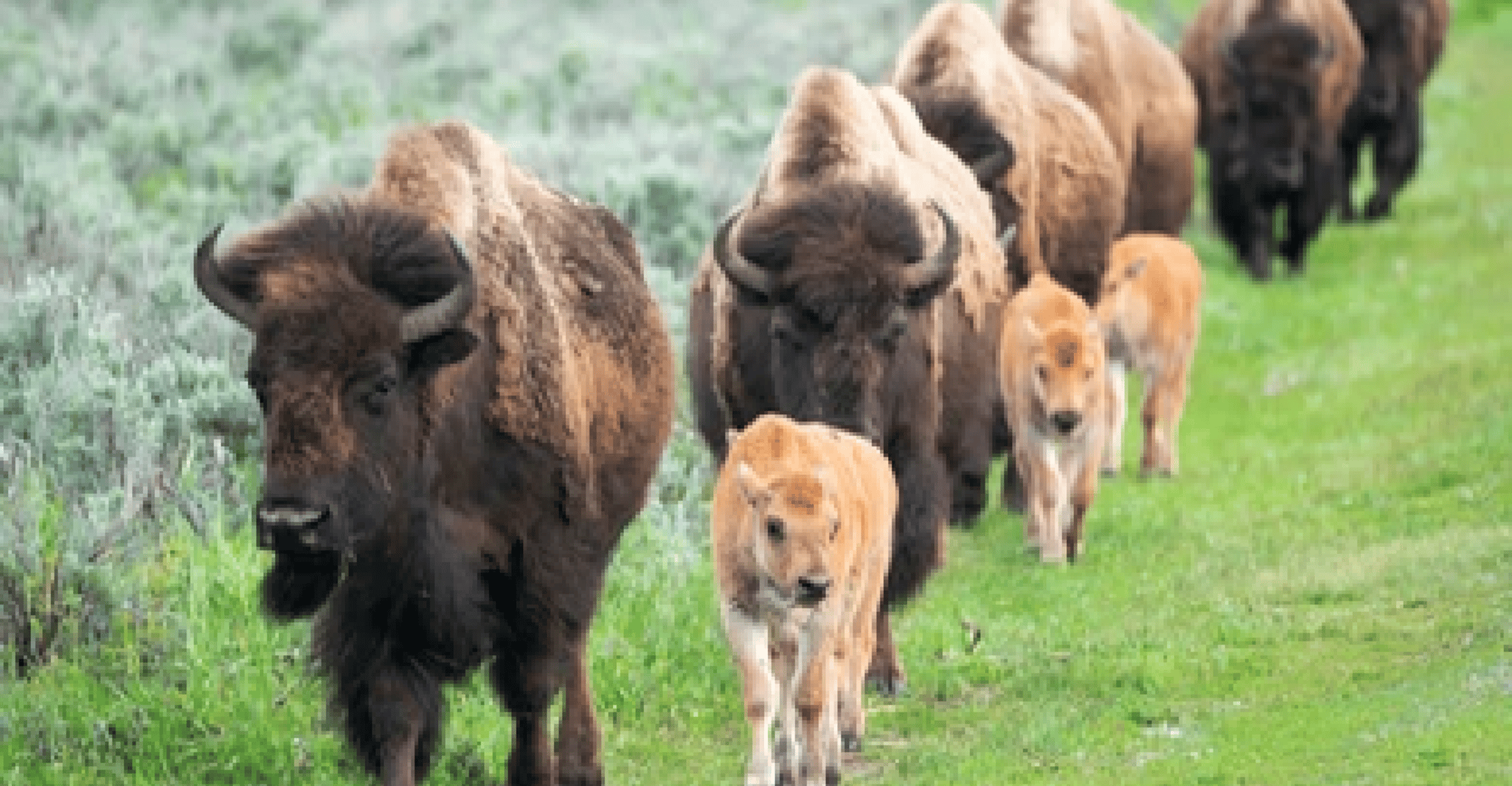 Da Jackson, 2 giorni Grand Teton e Yellowstone Tour - Housity