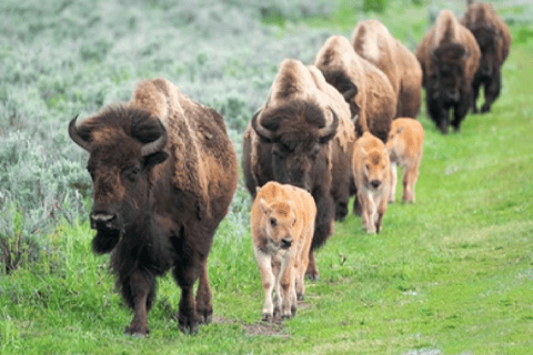 Från Jackson: 2-dagars tur till Grand Teton och Yellowstone