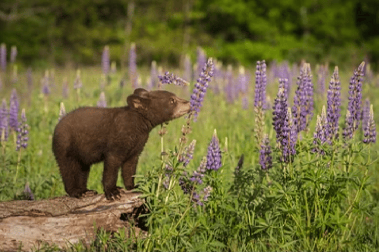 De Jackson: Excursão de 2 Dias a Grand Teton e Yellowstone