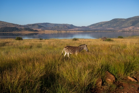 Pilanesberg: 2-daagse 3-sterren Pilanesberg Safari