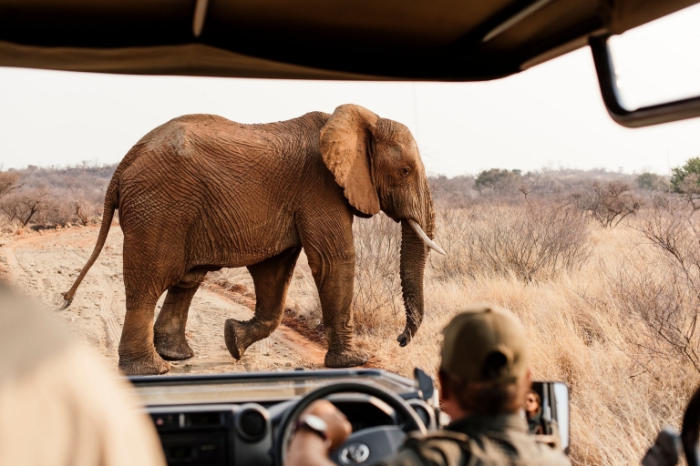 Ab Johannesburg: 2-Tages-Safari im Pilanesberg-Nationalpark