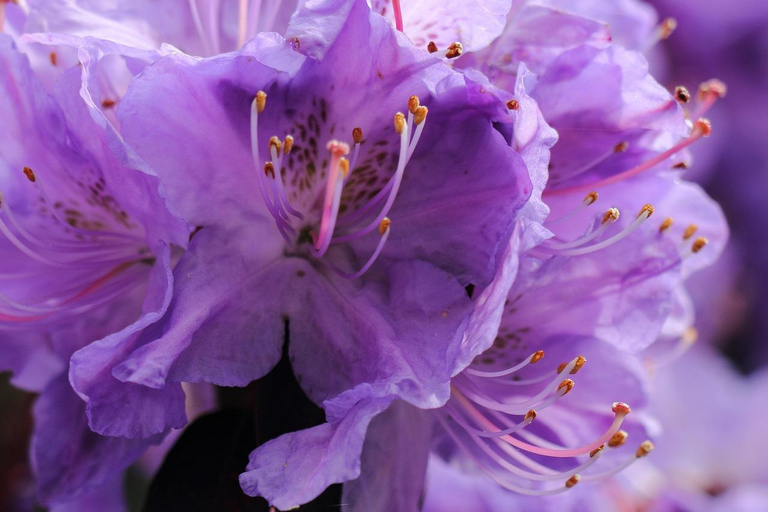 Toulouse Violet Discovery & Hands-On Perfume Workshop