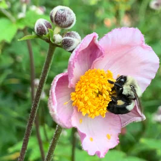 Discover Downtown Richmond Bike Tour GetYourGuide