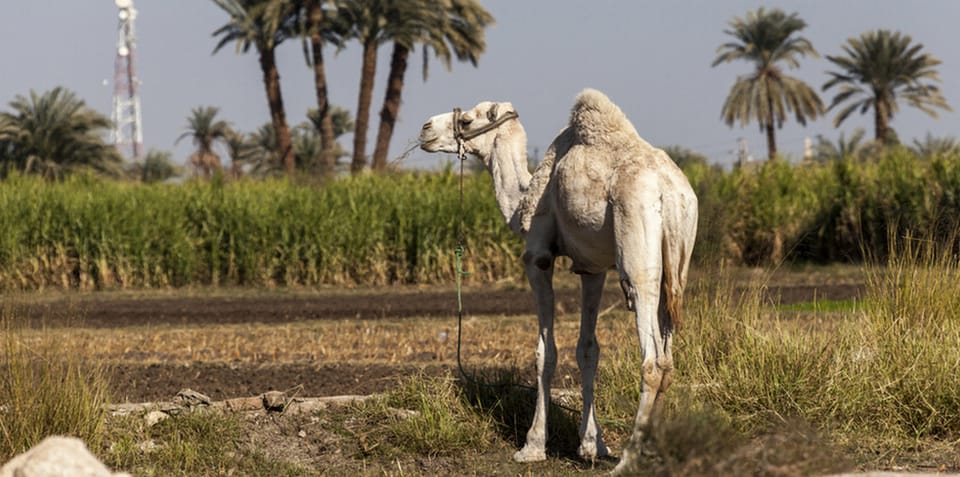 Al Ragin From Cairo: Fayoum Oasis and Wadi Al Rayan Guided Tour | GetYourGuide