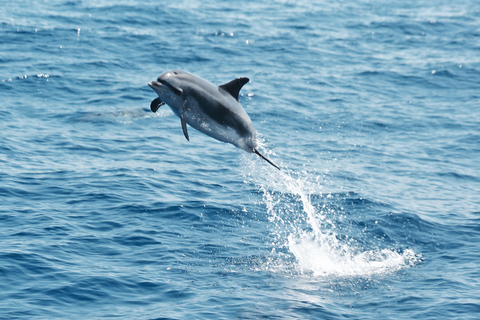 avistamento de cetáceos