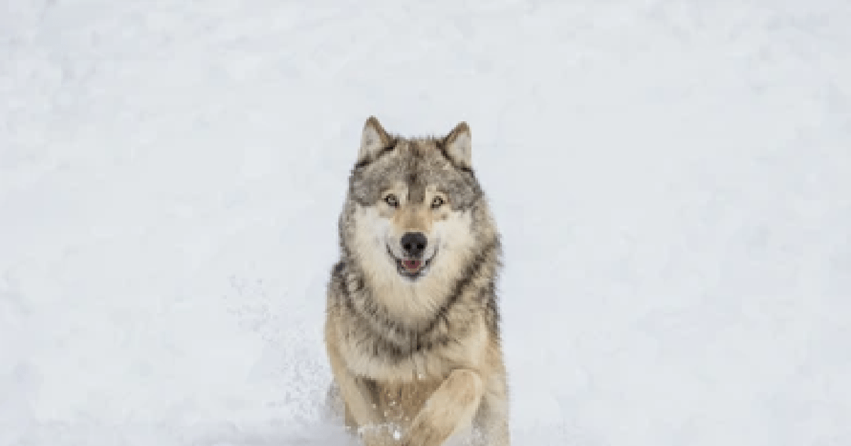 Bozeman Yellowstone Wolves and Winter 4Day/3Night Adventure GetYourGuide