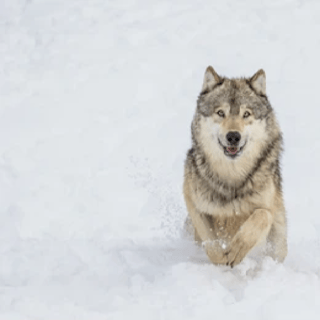 Bozeman: Wilki Yellowstone i zimowa przygoda 4 dni/3 nocy