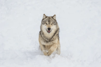 Bozeman, Lobos de Yellowstone e Aventura de Inverno 4Day/3Night - Hizvo