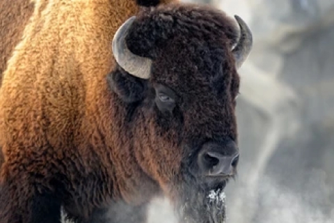 Van Jackson: 4-daagse Grand Teton en Yellowstone wintertour