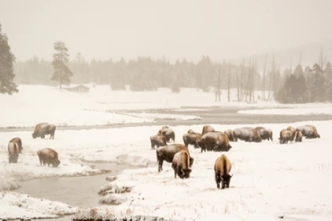 From Jackson: 4-Day Grand Teton and Yellowstone Winter Tour