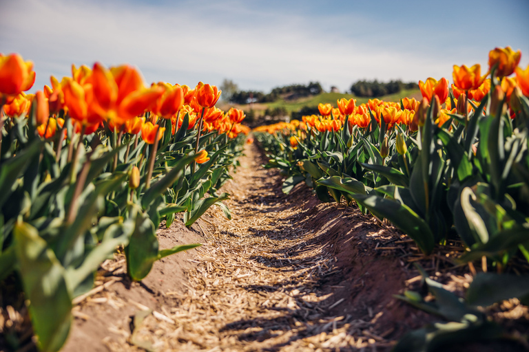 Keukenhof: Flower Fields Small-Group Cultural Bike Tour