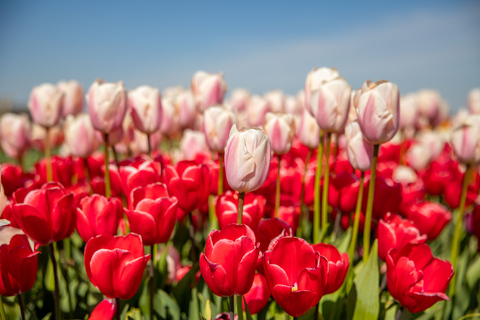 Keukenhof: Flower Fields Small-Group Cultural Bike Tour