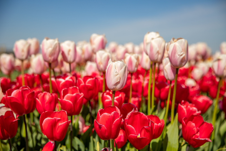 Keukenhof: recorrido cultural en bicicleta para grupos pequeños de Flower Fields