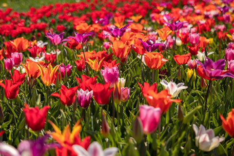 Keukenhof: Flower Fields Small-Group Cultural Bike Tour