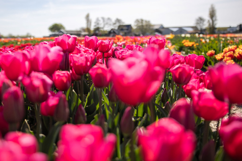 Keukenhof: recorrido cultural en bicicleta para grupos pequeños de Flower Fields