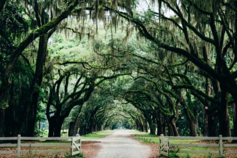 Savannah: wandeltocht geschiedenis en zuidelijke comfortvoedsel