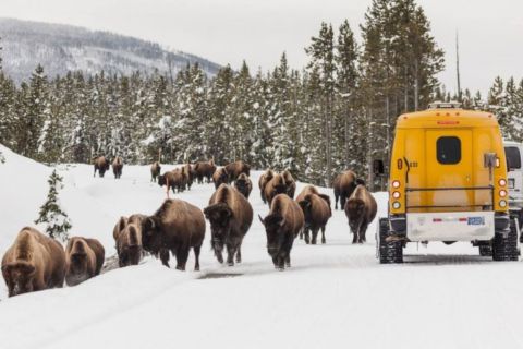 Jackson: 4-Day Grand Teton & Yellowstone Winter Tour