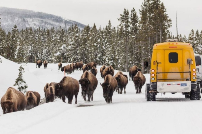 Desde Jackson: tour de invierno de 4 días por Grand Teton y Yellowstone