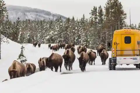 Jackson: 4-Day Grand Teton & Yellowstone Winter Tour