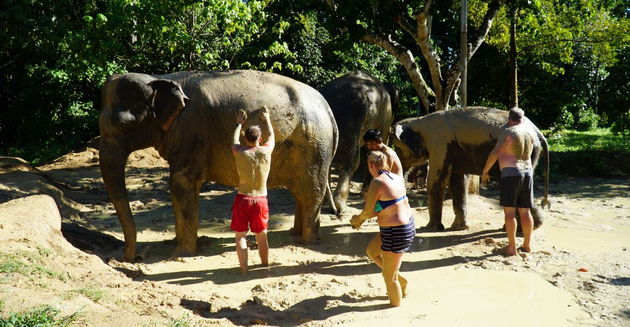 Koh Samui, Half-Day Ethical Elephant Sanctuary with Mud Spa - Housity