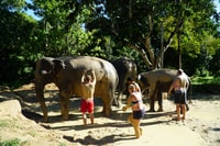 Koh Samui, halve dag ethisch olifantenreservaat met modderspa - Housity