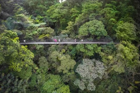Monteverde o Santa Elena: tour privato dei ponti sospesi