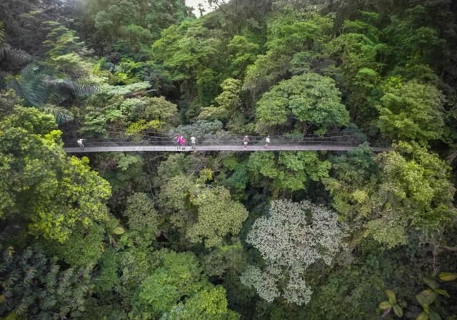 Visit Monteverde or Santa Elena: Suspension Bridges Private Tour in Seoul
