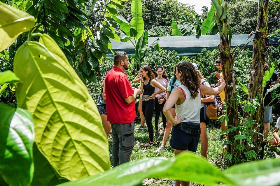 From La Fortuna Coffee and Chocolate Farm Tour with Tasting GetYourGuide